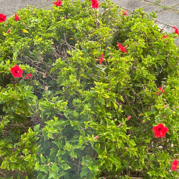 日本・沖縄県「in沖縄」の写真