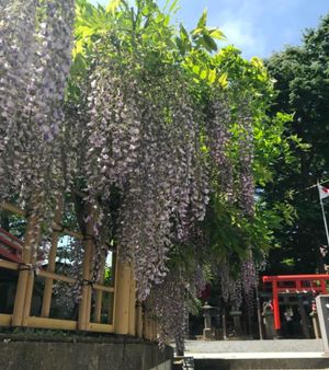 【撮影場所】福島県 郡山市 安積国造神社 

【住所】福島県郡山市清水台1...