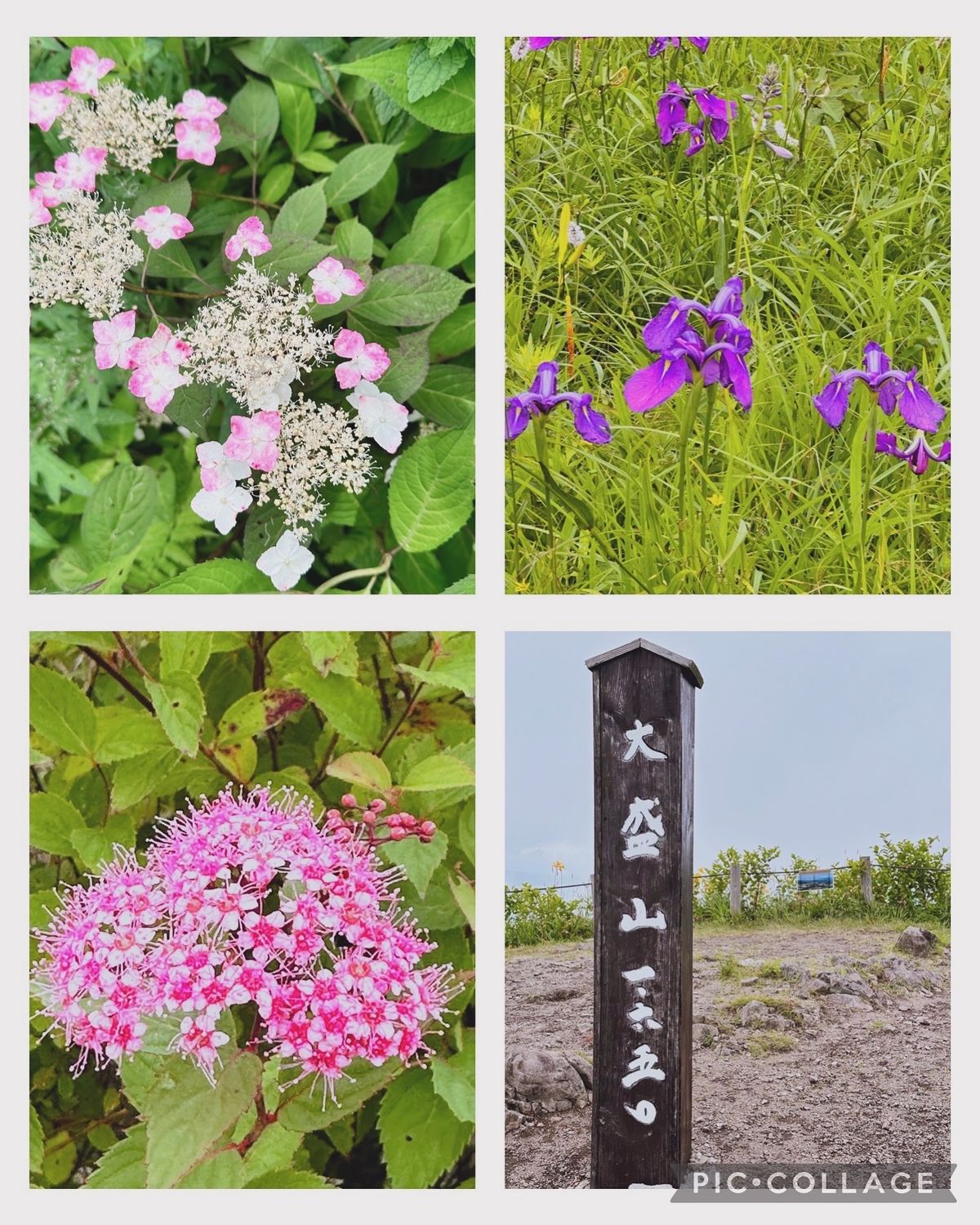 可愛いニッコウキスゲの花が沢山咲いていました。
ハイキングでお腹が空いたら...