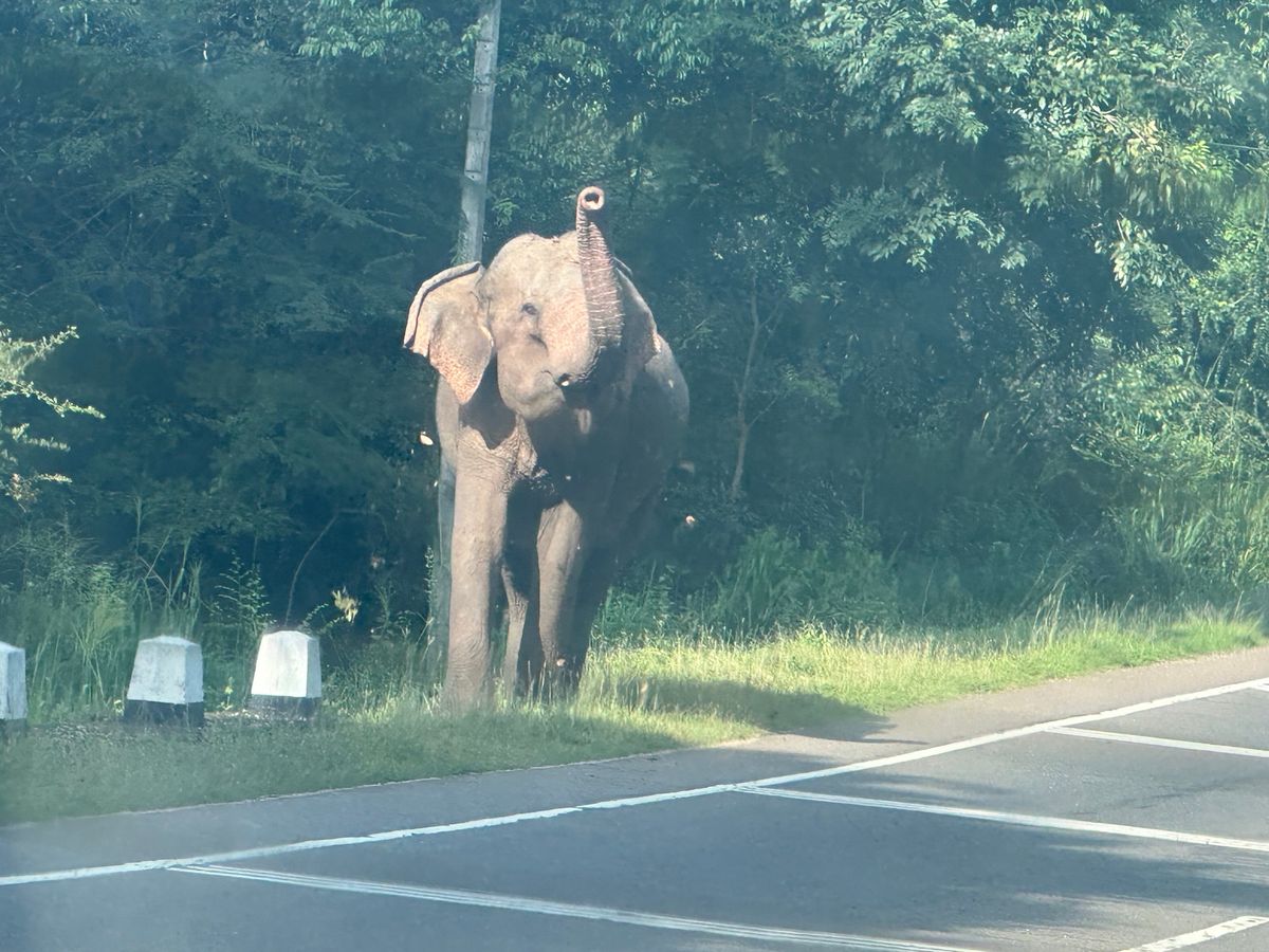 5/1
世界遺産ポロンナルワとシギリヤロック
野生ゾウも