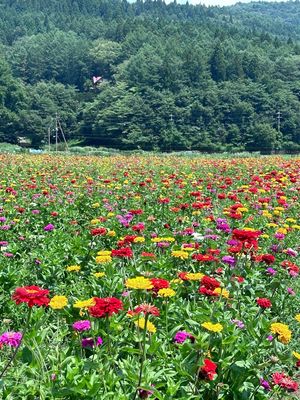 富士山はずっと雲の中で…ﾁ─(´-ω-｀)─ﾝ