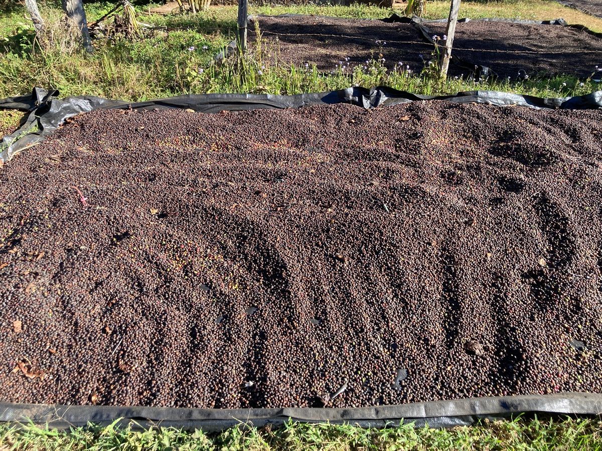 パークソン
朝散歩。コーヒーがあちこちに植えられており、庭先では豆の乾燥も...