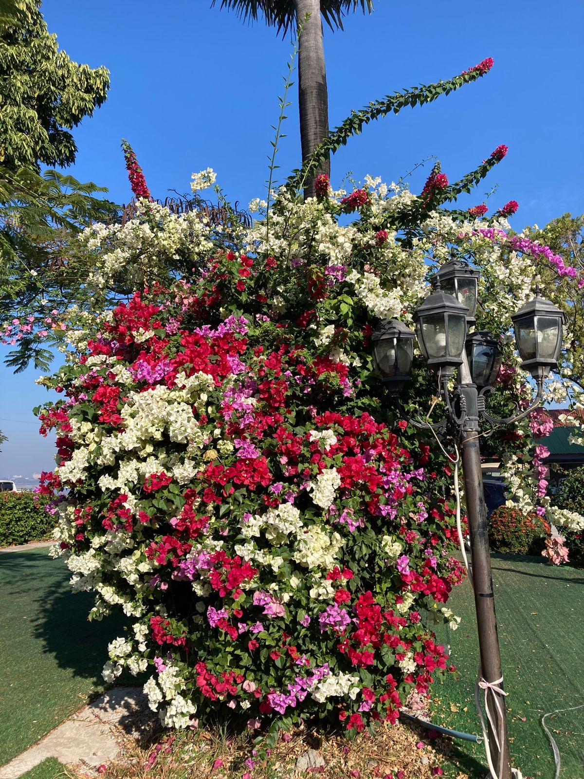 ターケーク
朝、メコン川があるお陰か、街がそこまで大きくない？からか、かな...