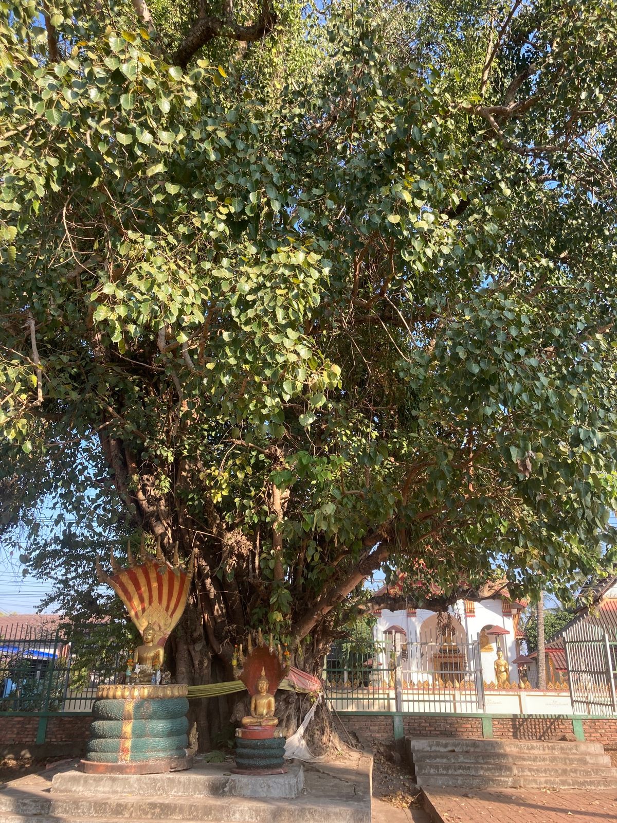 バンケーン到着。とりあえず適当にゲストハウスを選んだが、ずいぶんピンク。そ...