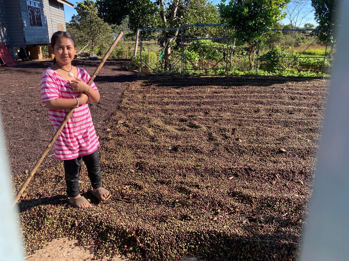 パークソン
朝散歩。コーヒーがあちこちに植えられており、庭先では豆の乾燥も...