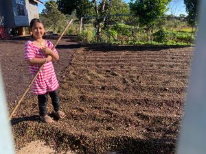 パークソン
朝散歩。コーヒーがあちこちに植えられており、庭先では豆の乾燥も...