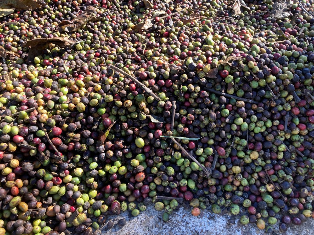 パークソン
朝散歩。コーヒーがあちこちに植えられており、庭先では豆の乾燥も...