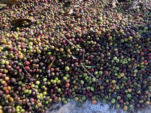 パークソン
朝散歩。コーヒーがあちこちに植えられており、庭先では豆の乾燥も...