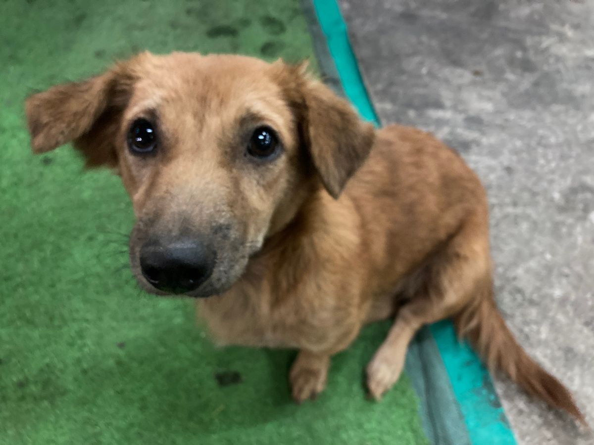 ターケーク。食べ放題形式の鍋・焼き肉シンダート屋さんへ。ソムタムもセルフで...