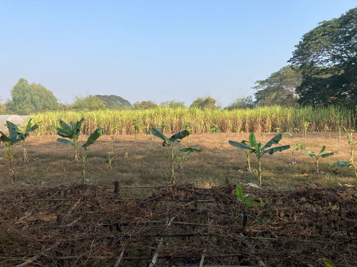 バンケーン
朝散歩。適当に歩いてもなかなか楽しい。