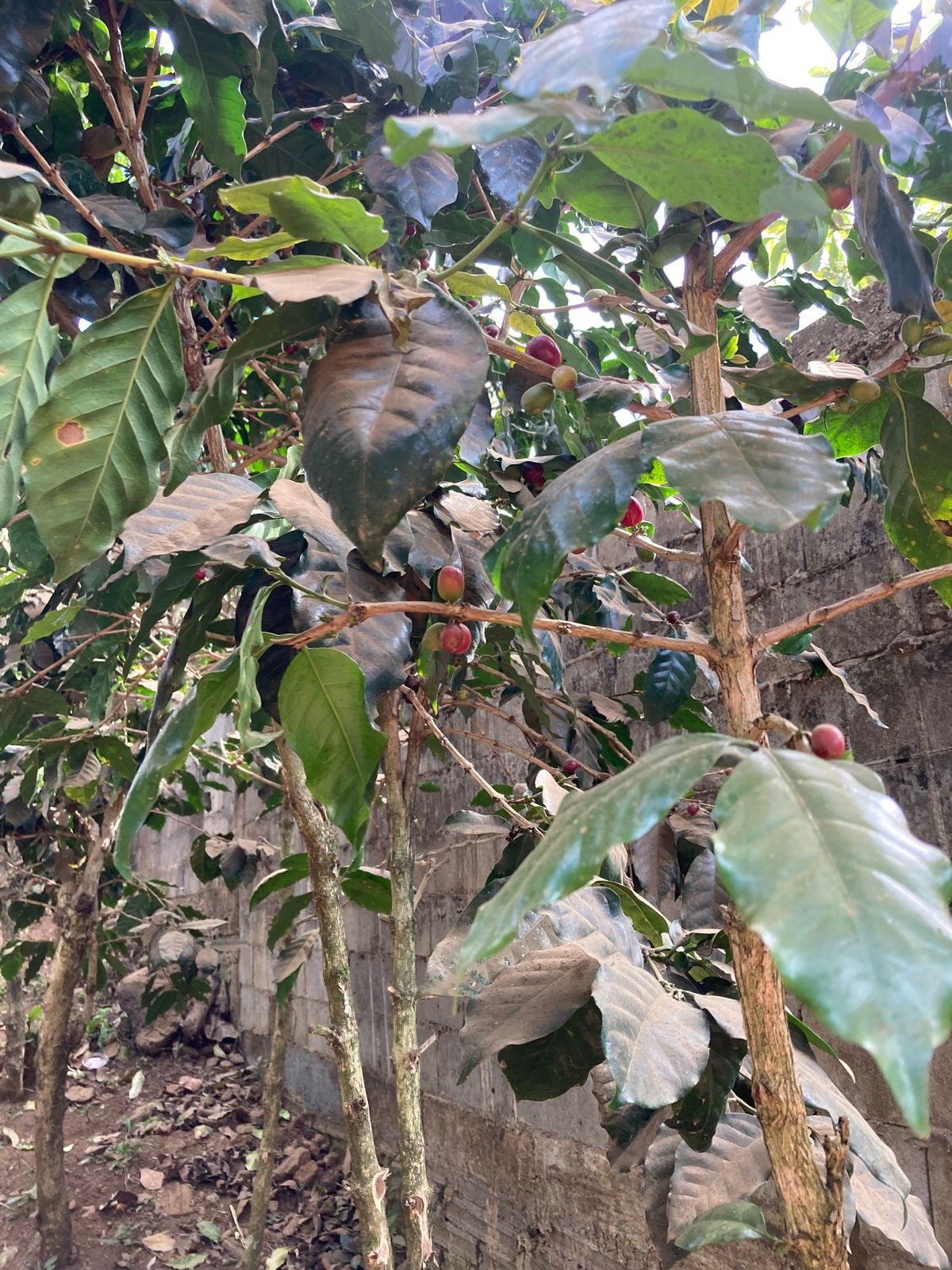 パークソン
朝散歩。コーヒーがあちこちに植えられており、庭先では豆の乾燥も...