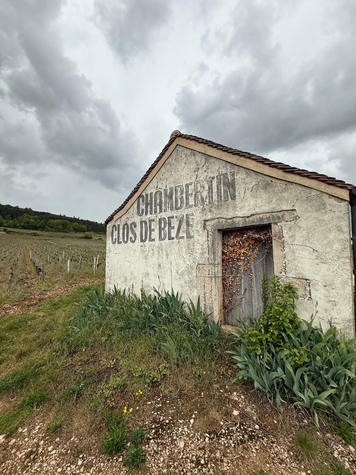 ジュヴレ・シャンベルタン村を抜けて、シャンベルたんの畑へ。

観光客は、、...