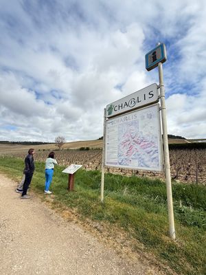 シャブリの畑

パリから３時間南下し、ブルゴーニュ最北部にあるシャブリへ。...