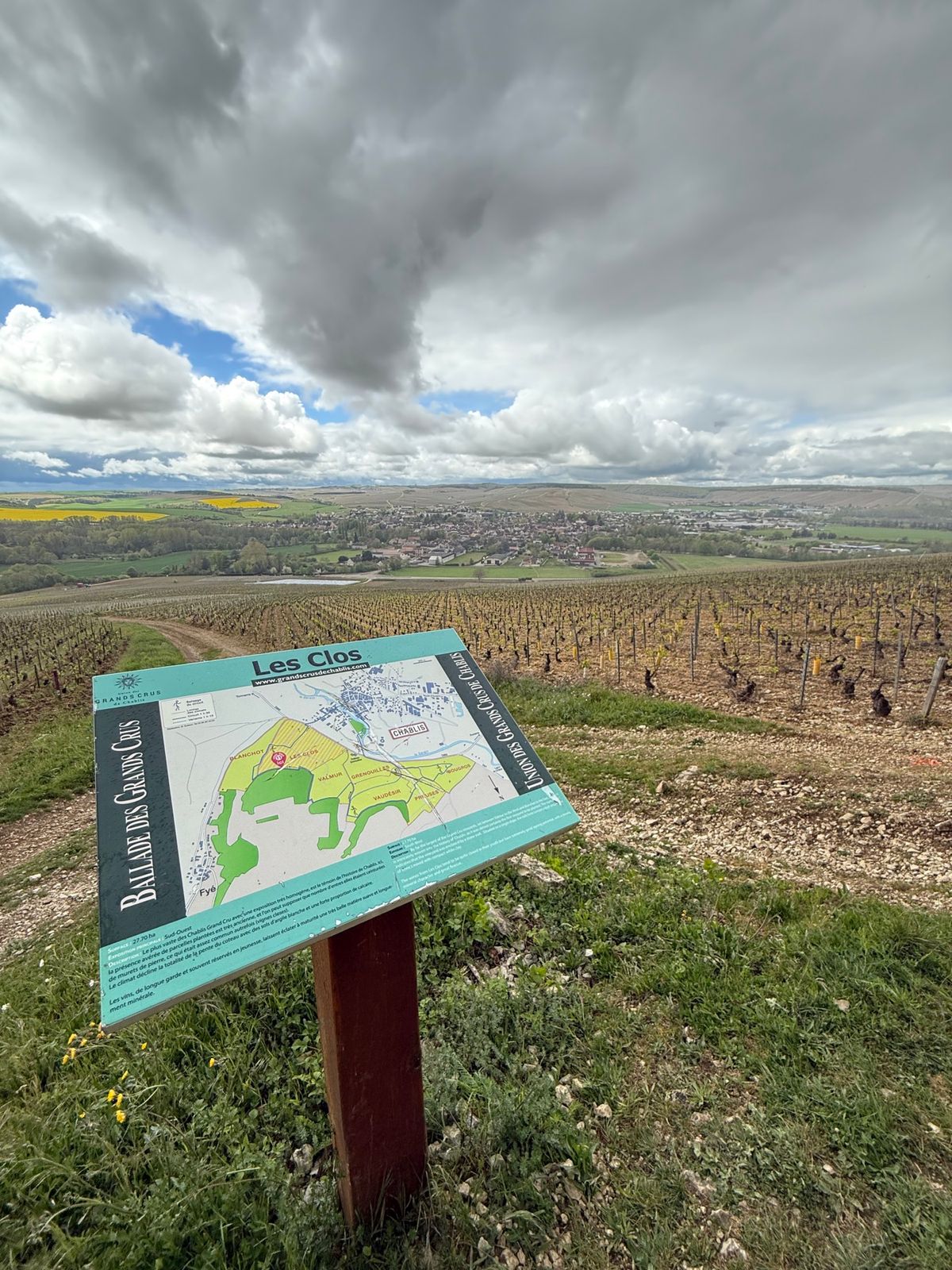 シャブリの畑

パリから３時間南下し、ブルゴーニュ最北部にあるシャブリへ。...