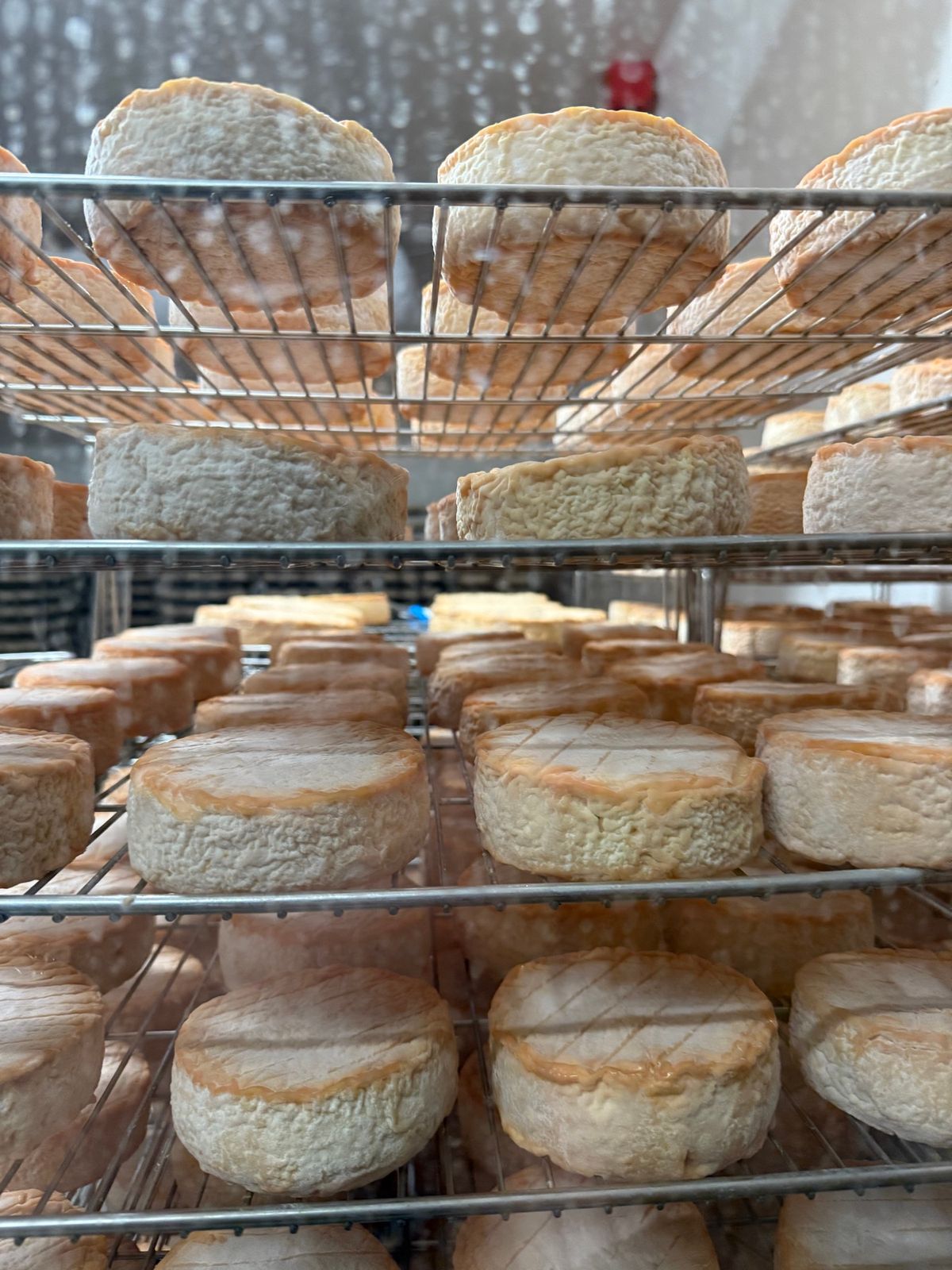 ブロション村のFromagerie Gaugryというチーズ工場へ。

見...