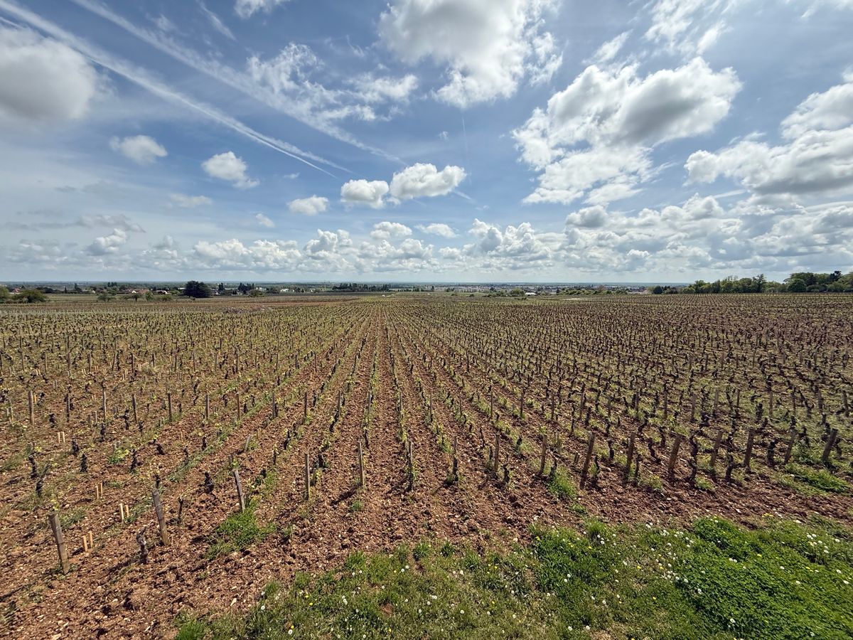 先ほど買ったピエールジェランのフィサン プルミエ・クリュ クロ・ナポレオン...