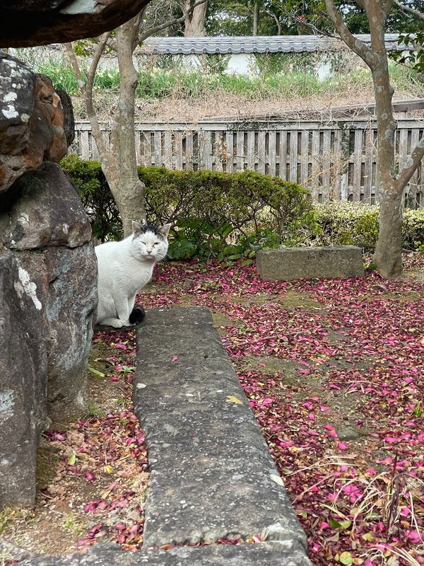 日本・長崎県「Nagasaki」の写真：平戸城