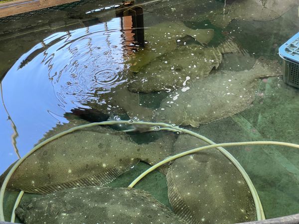 日本・長崎県「Nagasaki」の写真：平戸市漁協 旬鮮館