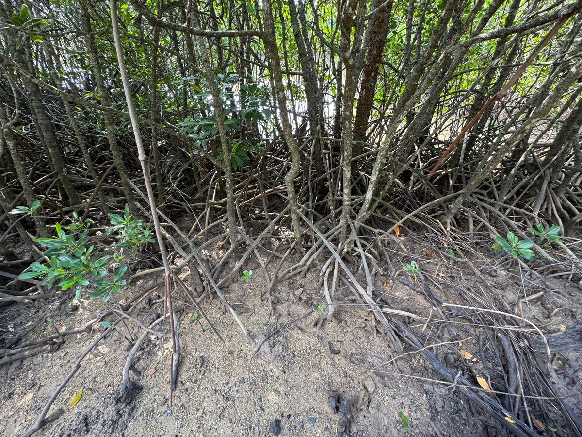 沖縄県　東村
東村ふれあいヒルギ公園

入場料は無料なのに、マングローブの...