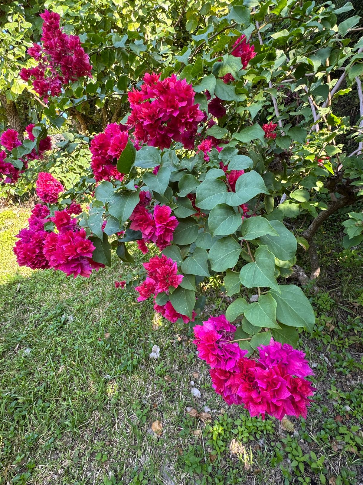 沖縄県　読谷村
ホテル日航アリビラ

もう30回以上滞在しているホテル日航...