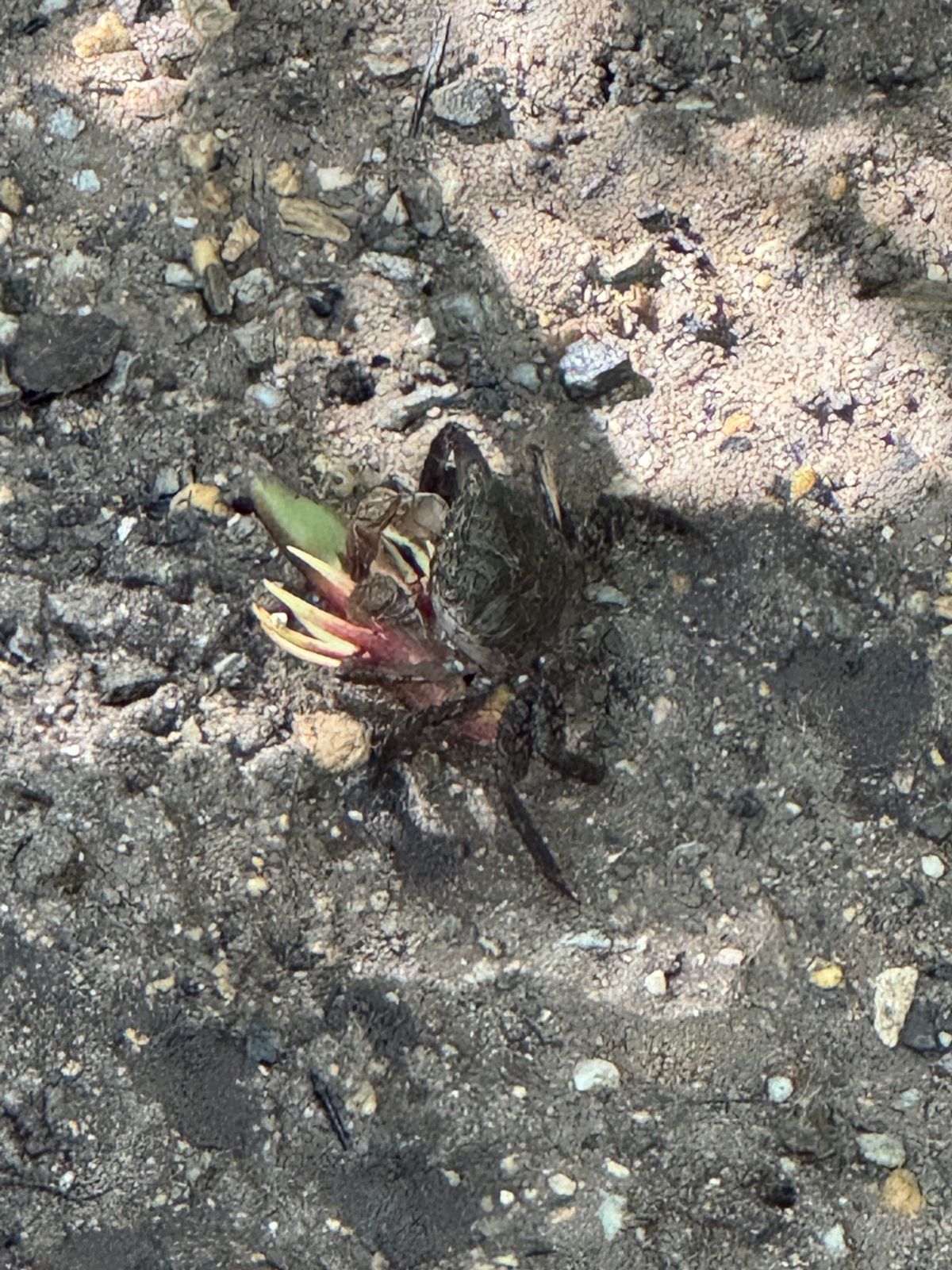 沖縄県　東村
東村ふれあいヒルギ公園

入場料は無料なのに、マングローブの...