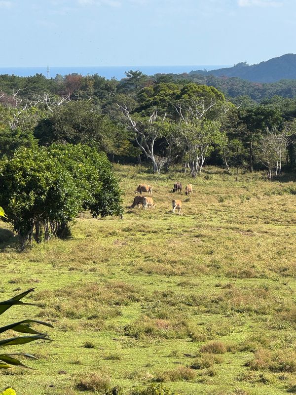 日本・沖縄県「年に一度の沖縄旅行2025」の写真：沖縄県　名護市
INAHO FARM放牧...