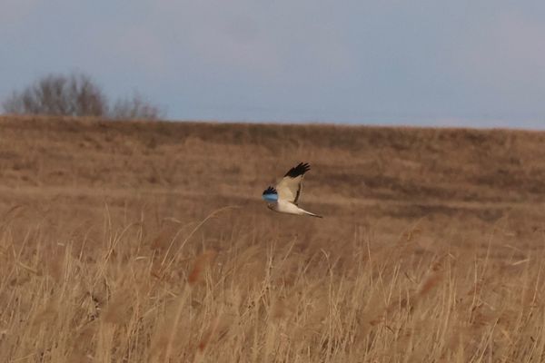日本・茨城県「2025冬・渡良瀬遊水地にバードウォッチング」の写真：渡良瀬遊水地は猛禽類の宝庫。ハイイロチュ...