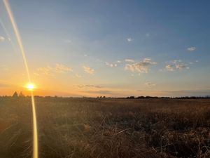 午後からも葦原をメインにバードウォッチング。夕方には狩りを終えてねぐらに帰...