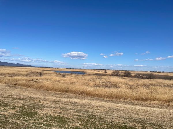 日本・茨城県「2025冬・渡良瀬遊水地にバードウォッチング」の写真：午後からも葦原をメインにバードウォッチン...