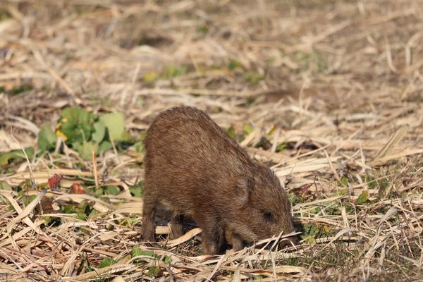 日本・茨城県「2025冬・渡良瀬遊水地にバードウォッチング」の写真：「イノシシ注意」の看板がありましたけど、...
