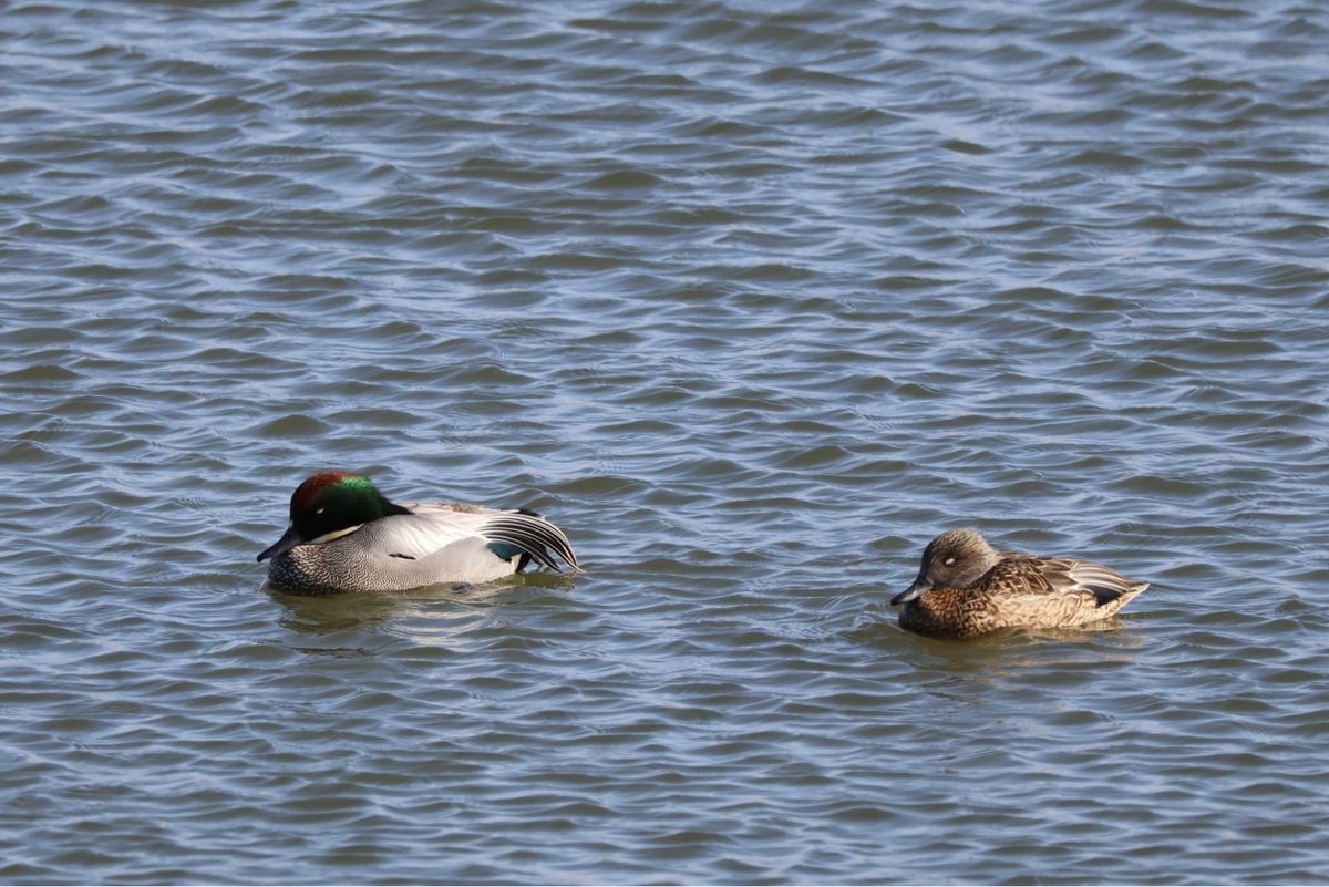 渡良瀬遊水地は猛禽類の宝庫。ハイイロチュウヒやチュウヒ、ミサゴなどが観察で...