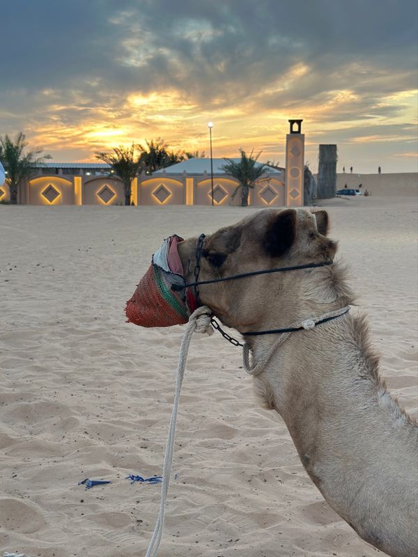 アラブ首長国連邦・ドバイ「イタリア　ドバイ　2025.02」の写真