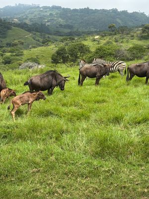 草食動物がかなり近くで見れます。
キリン　シマウマ　ヌー　シカ