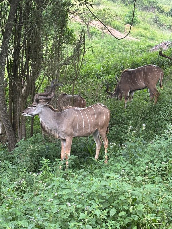 南アフリカ「PheZulu サファリ・パーク」の写真：草食動物がかなり近くで見れます。キリン　シマ...