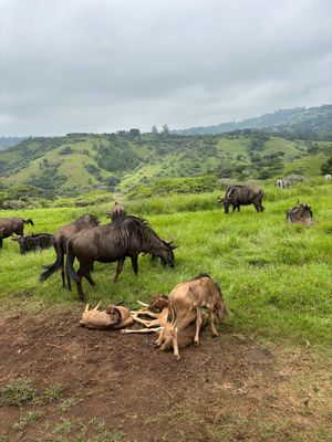 草食動物がかなり近くで見れます。
キリン　シマウマ　ヌー　シカ