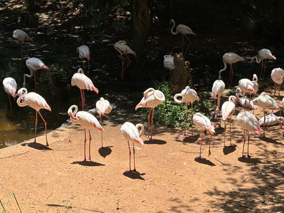 半日で回れる
ショーもやってる