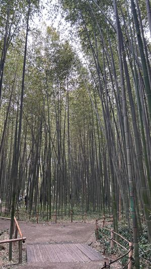 嵐山🎋
いーっぱい歩いた🚶‍♀️