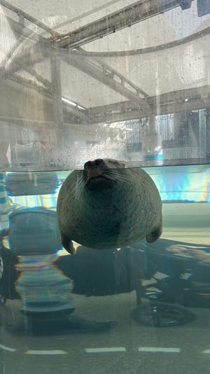 京都水族館
今までで1番好きな水族館見つけた🐬