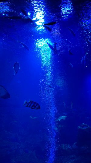 京都水族館
今までで1番好きな水族館見つけた🐬