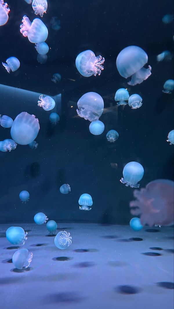 日本・京都府「アートと神秘な旅🌱‬🎨」の写真：京都水族館
今までで1番好きな水族館見つけた🐬