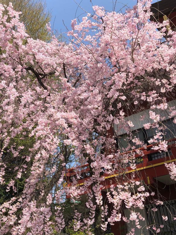 日本・埼玉県「秩父・長瀞」の写真：秩父の写真なかった笑