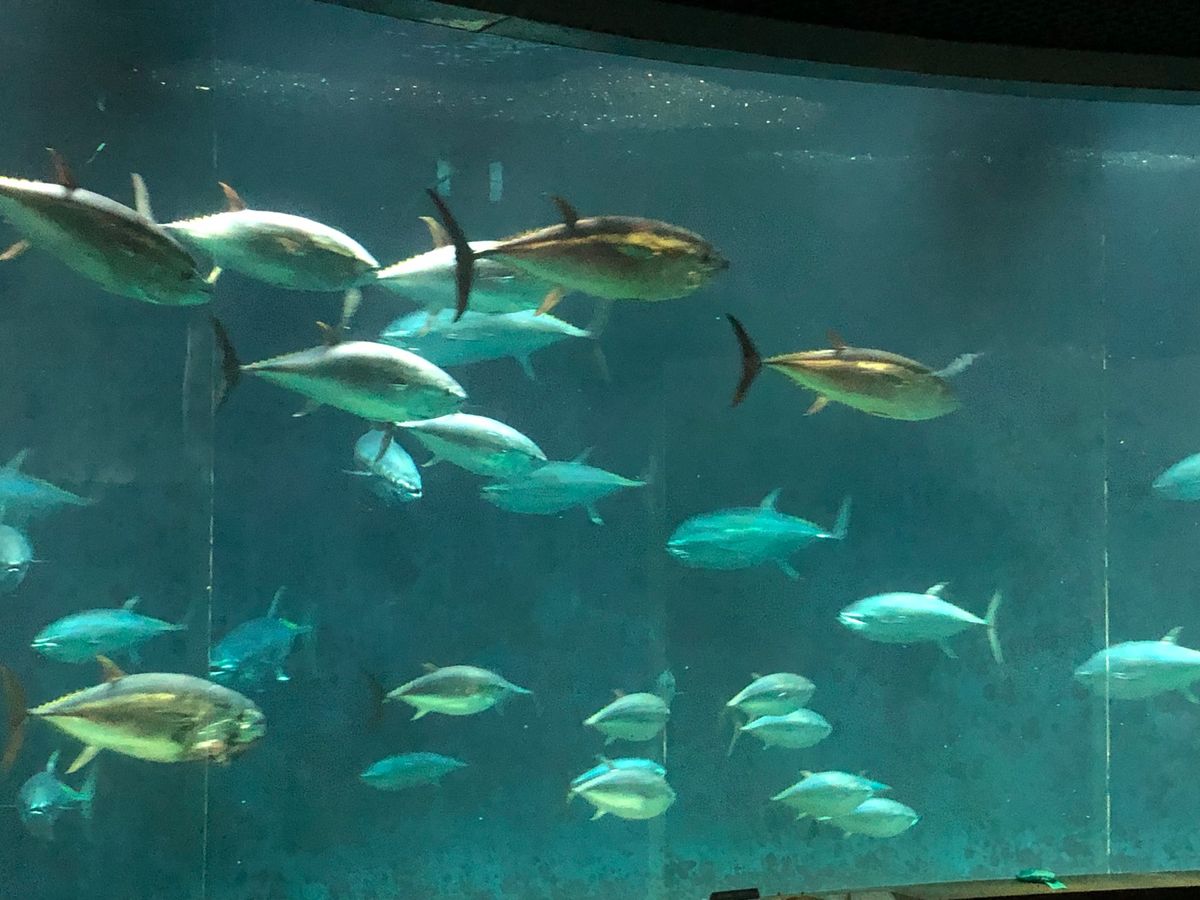 東京メトロのフリーパス旅行