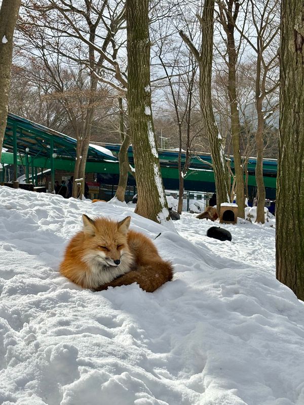 日本・蔵王「山形県」の写真