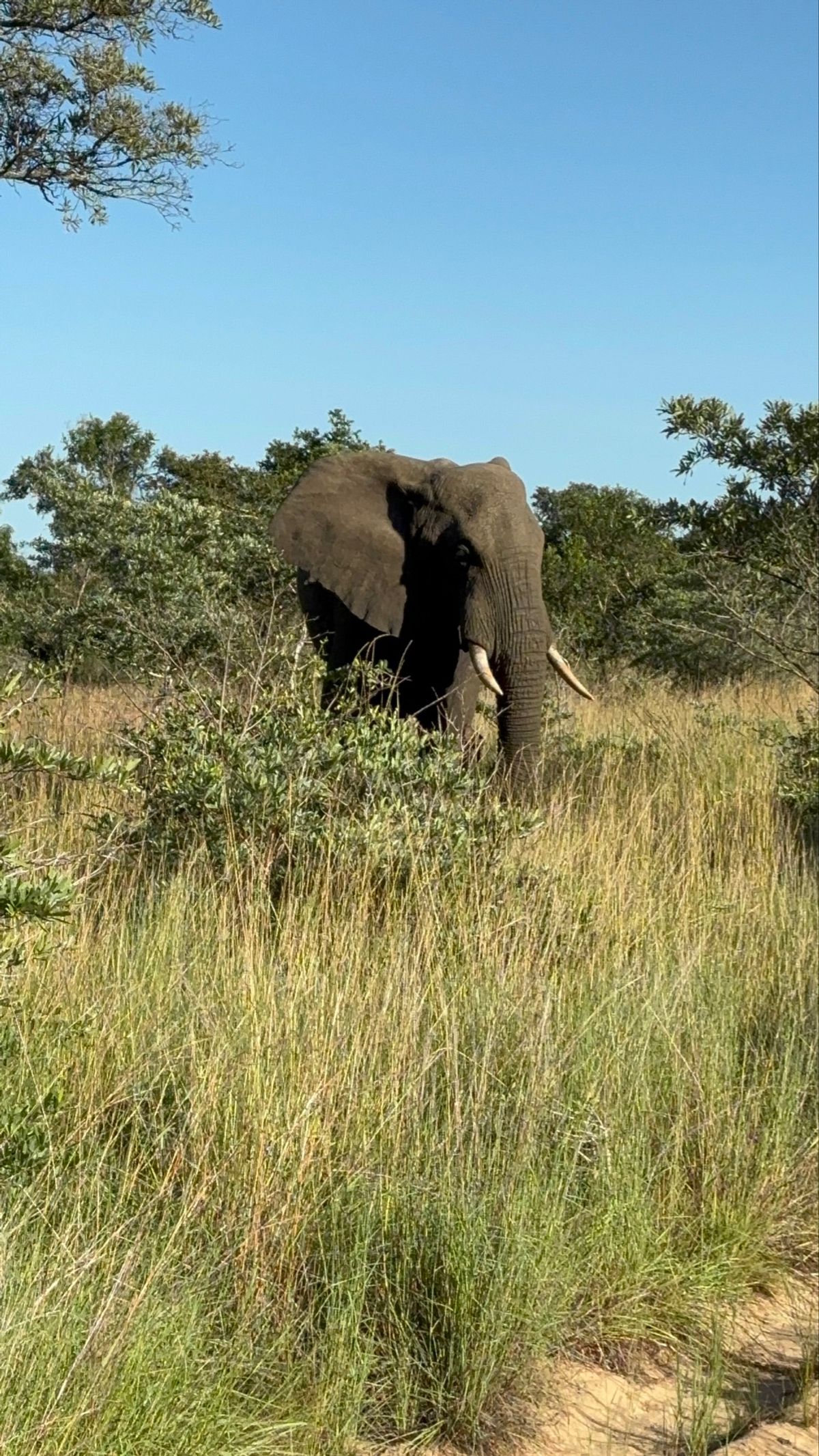 テンベ象🐘公園へ。象を一生分見れました。ただ、残念ながら象以外の動物はほと...