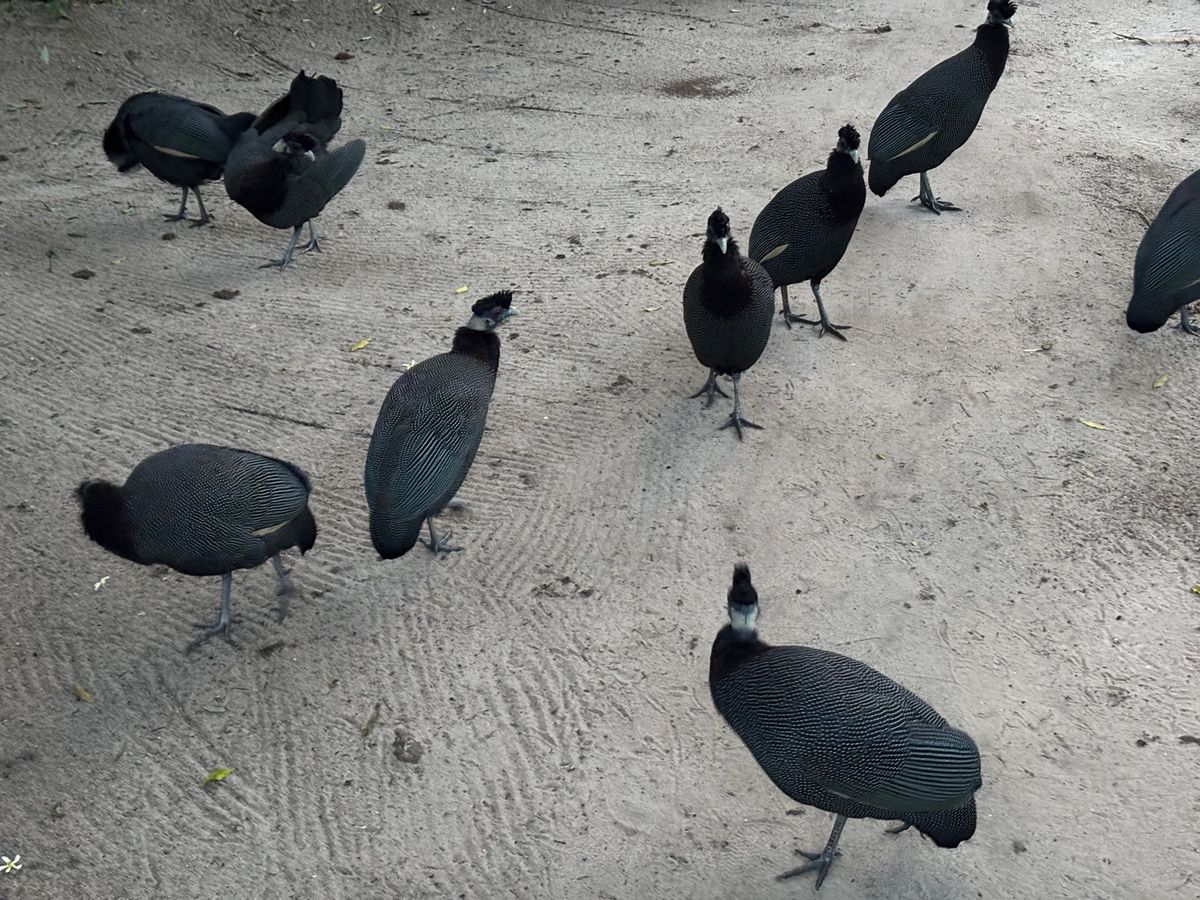 テンベ象🐘公園へ。象を一生分見れました。ただ、残念ながら象以外の動物はほと...