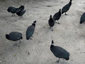 テンベ象🐘公園へ。象を一生分見れました。ただ、残念ながら象以外の動物はほと...