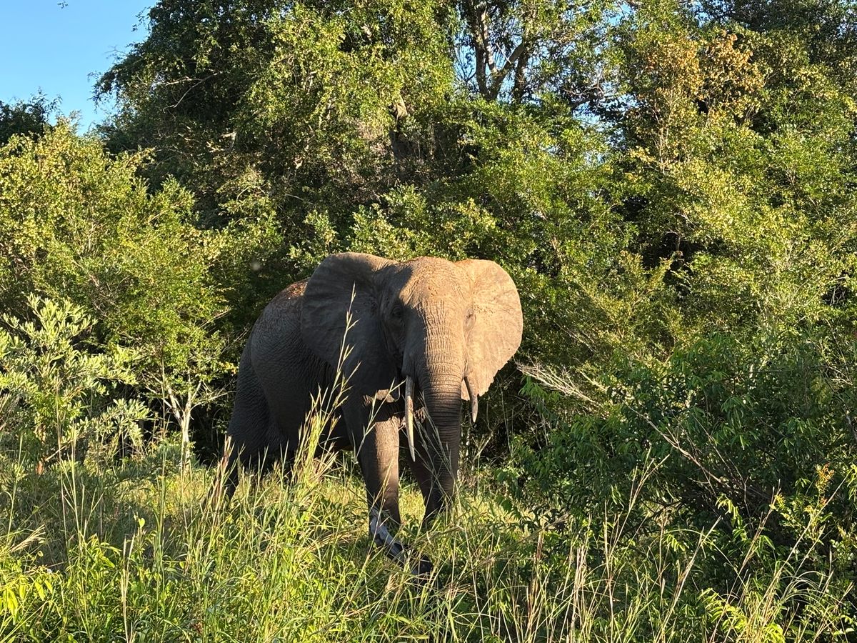 テンベ象🐘公園へ。象を一生分見れました。ただ、残念ながら象以外の動物はほと...