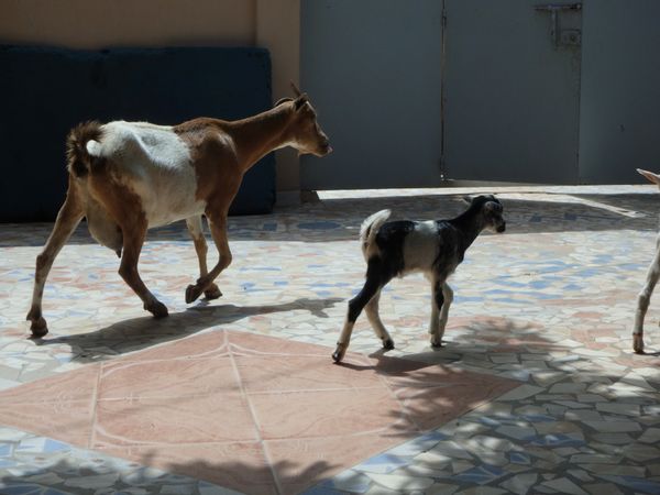 セネガル・ダカール「セネガル旅行」の写真：セネガル 2018