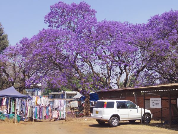 ジンバブエ「ジャカランダ in ジンバブエ」の写真