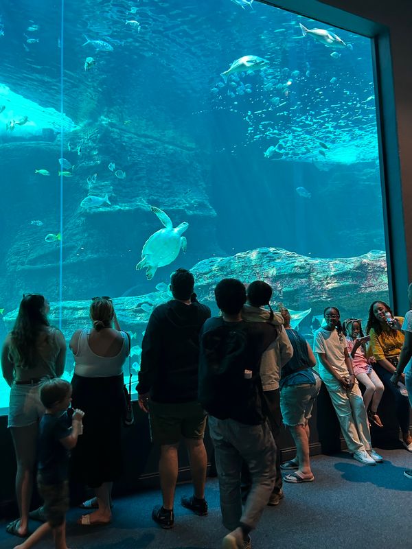 南アフリカ・ケープタウン「ケープタウン旅行」の写真：Two Oceans aquarium🐠